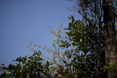 Symphorema involucratum